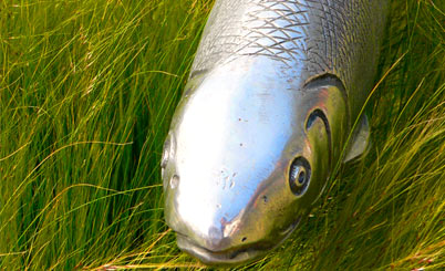 CC在线压力测试